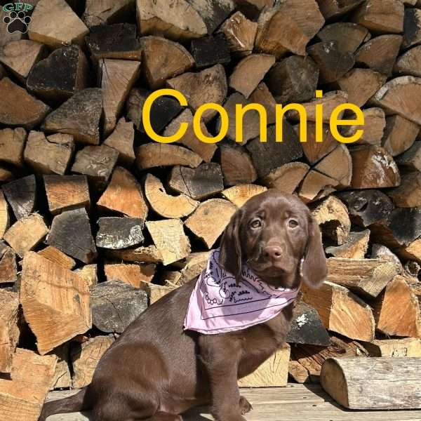 Connie, Chocolate Labrador Retriever Puppy